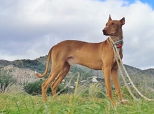 PONCHO, Hund, Podenco in Spanien - Bild 10
