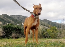 PONCHO, Hund, Podenco in Spanien - Bild 11