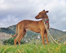 PONCHO, Hund, Podenco in Spanien - Bild 12