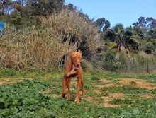 PONCHO, Hund, Podenco in Spanien - Bild 15