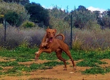 PONCHO, Hund, Podenco in Spanien - Bild 25