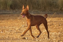 PONCHO, Hund, Podenco in Spanien - Bild 5