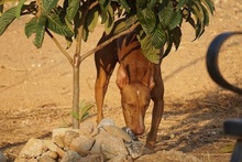 PONCHO, Hund, Podenco in Spanien - Bild 6