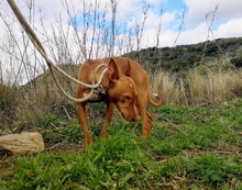PONCHO, Hund, Podenco in Spanien - Bild 9