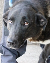 LEONIO, Hund, Mischlingshund in Italien - Bild 1