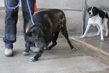 LEONIO, Hund, Mischlingshund in Italien - Bild 2