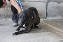 LEONIO, Hund, Mischlingshund in Italien - Bild 3