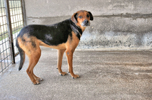 NAHIA, Hund, Mischlingshund in Italien - Bild 3