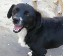 CELSO, Hund, Mischlingshund in Portugal - Bild 1