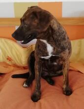 ROMA, Hund, Mischlingshund in Portugal - Bild 2
