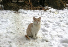 CREAMY, Katze, Hauskatze in Bulgarien - Bild 1
