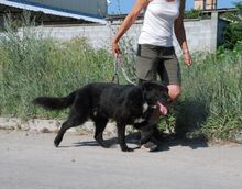 BORIS, Hund, Mischlingshund in Buchenbach - Bild 10