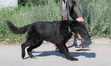 BORIS, Hund, Mischlingshund in Buchenbach - Bild 11