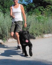 BORIS, Hund, Mischlingshund in Buchenbach - Bild 13