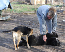 BORIS, Hund, Mischlingshund in Buchenbach - Bild 7
