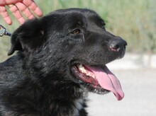 BORIS, Hund, Mischlingshund in Buchenbach - Bild 9