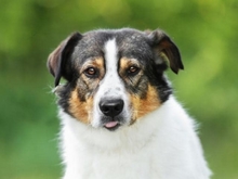 BAY, Hund, Mischlingshund in Russische Föderation - Bild 1
