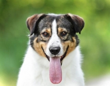 BAY, Hund, Mischlingshund in Russische Föderation - Bild 2