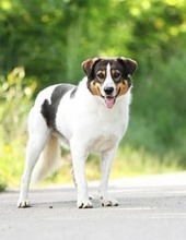 BAY, Hund, Mischlingshund in Russische Föderation - Bild 3
