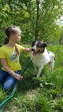 BAY, Hund, Mischlingshund in Russische Föderation - Bild 5