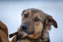 GREY, Hund, Mischlingshund in Russische Föderation - Bild 1