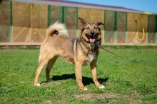 GREY, Hund, Mischlingshund in Russische Föderation - Bild 2