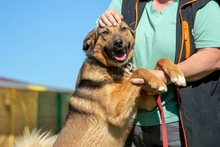 GREY, Hund, Mischlingshund in Russische Föderation - Bild 3