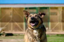 GREY, Hund, Mischlingshund in Russische Föderation - Bild 4