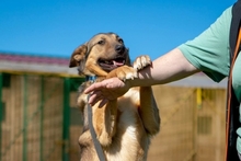 GREY, Hund, Mischlingshund in Russische Föderation - Bild 5
