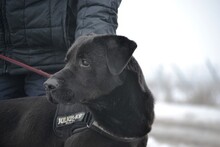 CIGANY, Hund, Labrador Retriever in Ungarn - Bild 4