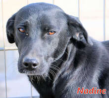 NADINE2, Hund, Mischlingshund in Italien - Bild 1
