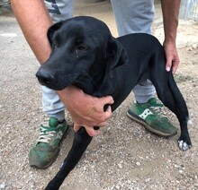 NADINE2, Hund, Mischlingshund in Italien - Bild 13