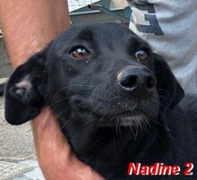 NADINE2, Hund, Mischlingshund in Italien - Bild 9