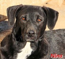 NINA, Hund, Mischlingshund in Italien - Bild 1