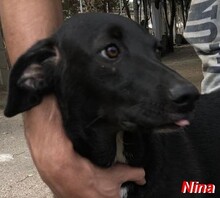 NINA, Hund, Mischlingshund in Italien - Bild 8