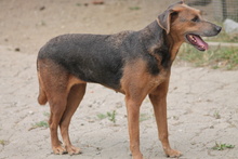 ZELMA, Hund, Mischlingshund in Marsberg - Bild 1