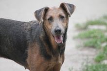 ZELMA, Hund, Mischlingshund in Marsberg - Bild 10