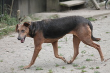 ZELMA, Hund, Mischlingshund in Marsberg - Bild 11