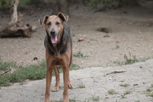 ZELMA, Hund, Mischlingshund in Marsberg - Bild 12