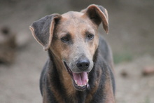 ZELMA, Hund, Mischlingshund in Marsberg - Bild 14