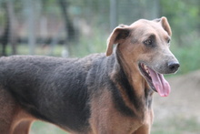 ZELMA, Hund, Mischlingshund in Marsberg - Bild 16