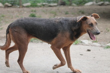 ZELMA, Hund, Mischlingshund in Marsberg - Bild 17
