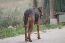ZELMA, Hund, Mischlingshund in Marsberg - Bild 2