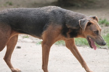 ZELMA, Hund, Mischlingshund in Marsberg - Bild 3