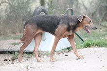 ZELMA, Hund, Mischlingshund in Marsberg - Bild 4