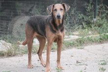ZELMA, Hund, Mischlingshund in Marsberg - Bild 6