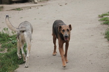 ZELMA, Hund, Mischlingshund in Marsberg - Bild 7