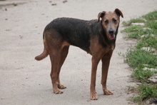 ZELMA, Hund, Mischlingshund in Marsberg - Bild 9