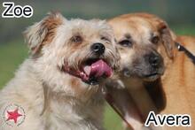 AVERA, Hund, Mischlingshund in Donzdorf - Bild 1