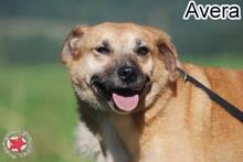 AVERA, Hund, Mischlingshund in Donzdorf - Bild 3